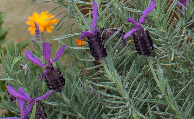 BarrettHouse_Lavender